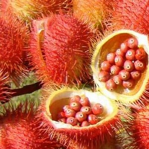 Extrato oleoso de urucum